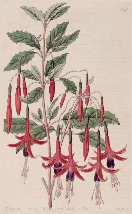 Guide to Fuchsia Cultivation & History