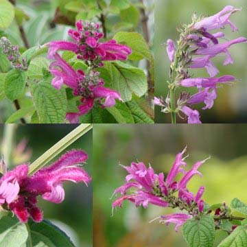 Winter Blooming Salvias (Part III)