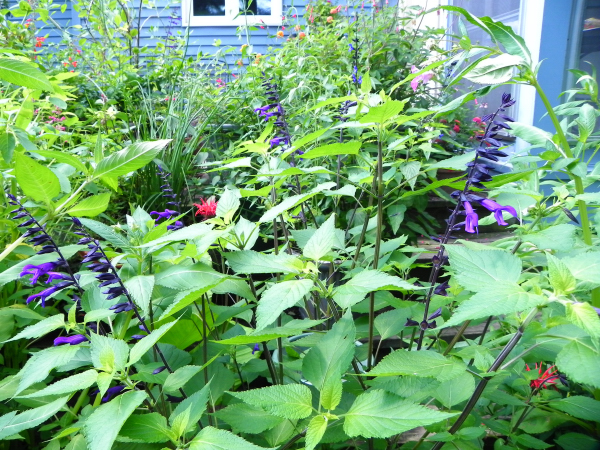 Salvia 'Amistad'