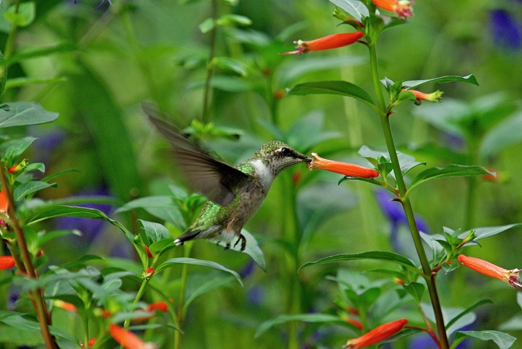 How David Verity Cuphea Became a Famous Hummingbird Flower