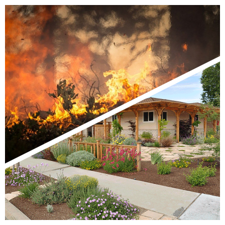 How to Defend Homes Against Wildfires & Firescape with Salvias