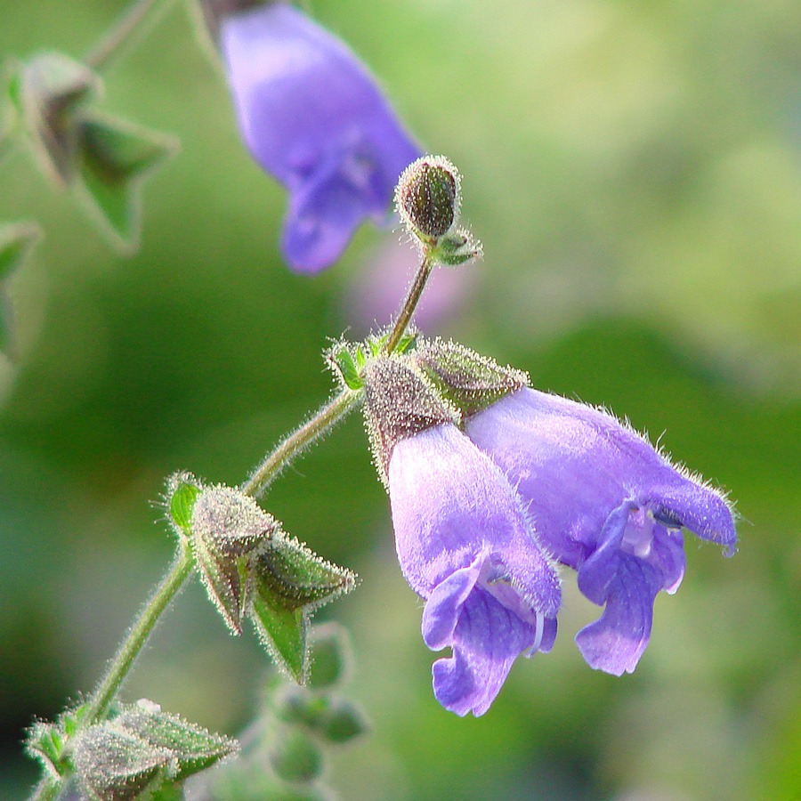 Salvia hians Is Holy Grail for Salvia Collectors - Part 1