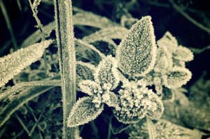 Ask Mr. Sage: First-Aid for Salvia Frost Damage