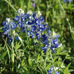 Salvias Down South: Tough Texans Sing the Blues