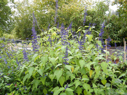 Salvia concolor in Robin's Garden
