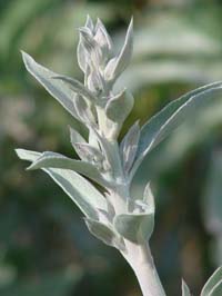 Salvia Small Talk: A Sage-Seed Cafeteria for Birds