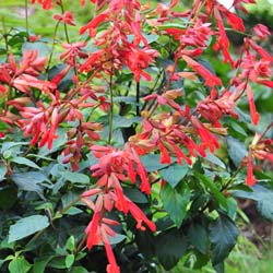 New at FBTS: Ember's Wish & Love and Wishes Salvias