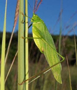 Salvia Small Talk: Bug Song in the Bushes