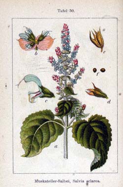 Sacred Sage: Relaxing, Beautifying and Cooking with Clary Sage