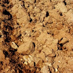 Ask Mr. Sage: What Sages Grow in Clay Soils?