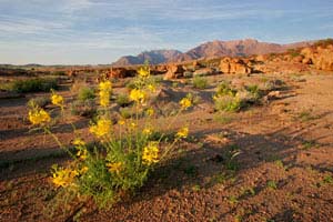 Ask Mr. Sage: How to Water Desert Plants
