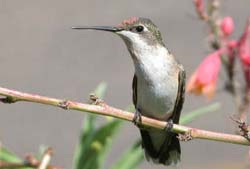 Salvia Small Talk: Texas Hummingbird Roundup