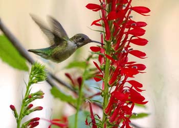 Sage Words About Wildlife: Hummingbirds Love Lobelias
