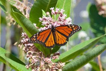 Growing Habitat: Three Tough Milkweeds to Help Monarchs