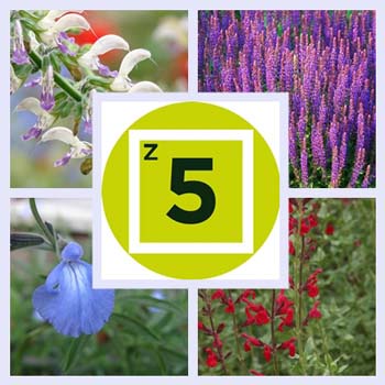 Getting Started: Types of Salvias for Zone 5
