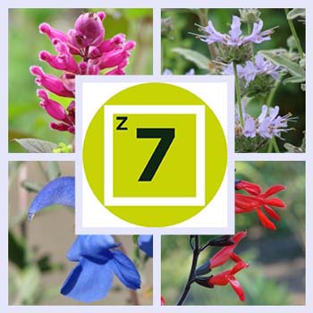 Getting Started: Types of Salvias for Zone 7