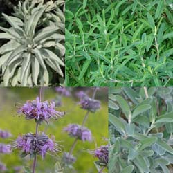 Salvia Small Talk: Growing a Native Sage Garden