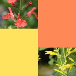 Pantone Pageant Cheerful Lemon Zest and Nectarine Designer Salvias