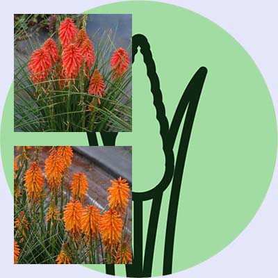 New at FBTS: Going Loco for Poco Kniphofias