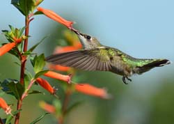 Cupheas are Hummingbird Favorites