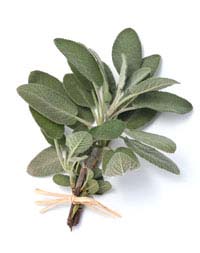 Salvia Small Talk: Infusing Your Car with Sage