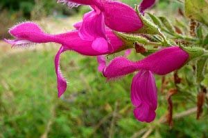 6 Salvias for Shade