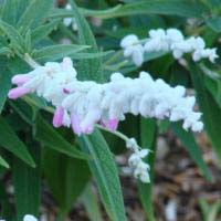 Celebrity Salvias: Mexican Bush Sage Beauties