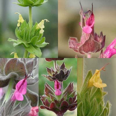 A Gardeners Guide to Hummingbird Sage