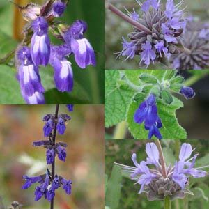 Winter Blooming Salvias (Part II)