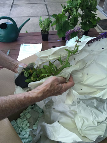 Ask Mr. Sage: What Is Shipping in Boxes Like for Salvias?