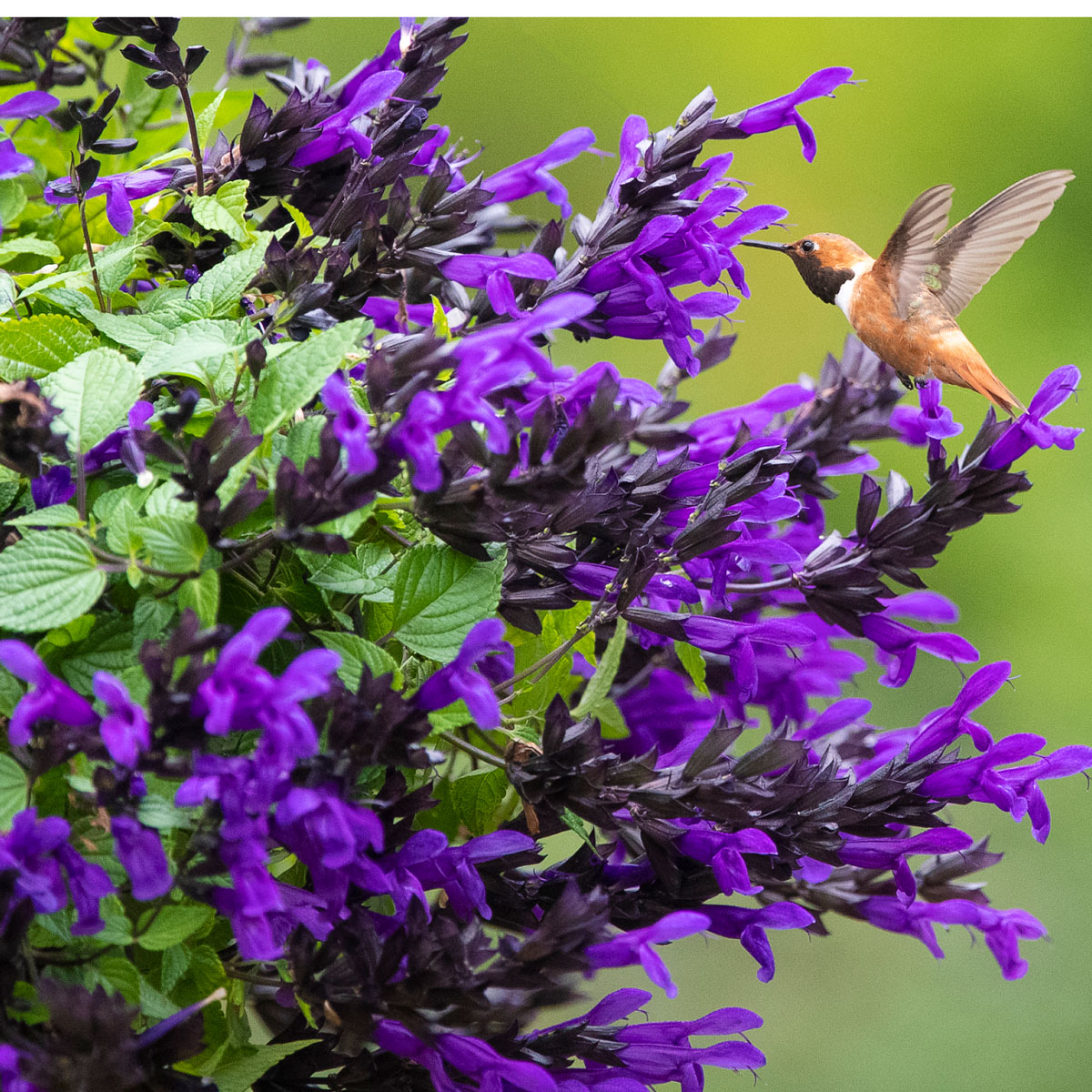 Hummers LOVE Salvias