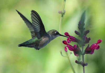 Hummers LOVE Salvias