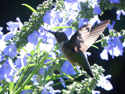 Hummers LOVE Salvias