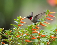 David Verity Hummingbird Starter Pack