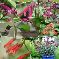 Three Wishes Garden