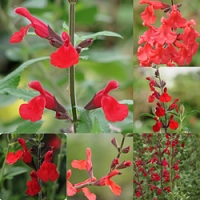 Hummingbird Red Salvias Sun Garden