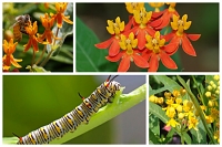 Monarch Paradise Garden