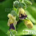 Salvia cardiophylla