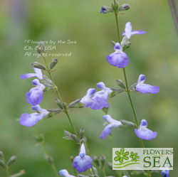 Salvia reptans 'Summer Skies'