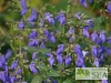 Salvia arizonica 'Deep Blue'