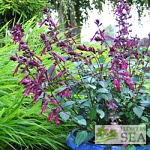Salvia x 'Love and Wishes'