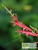 Salvia elegans 'Freida Dixon'