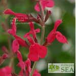 Salvia x 'Alegria Light Pink'