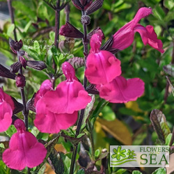 Salvia microphylla 'Heatwave Brilliance'