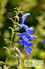 Salvia patens 'De flores gigantes'