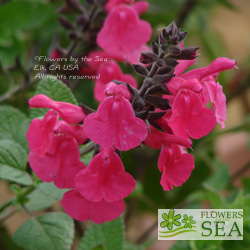Salvia greggii 'Grace Pink'