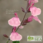 Salvia x 'Elk Pink Cloud'