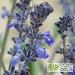 Salvia 'Blue Chiquita'