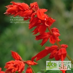 Salvia splendens van houttei 'Faye Chapel'