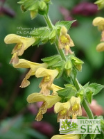Salvia x 'Mellow Yellow'